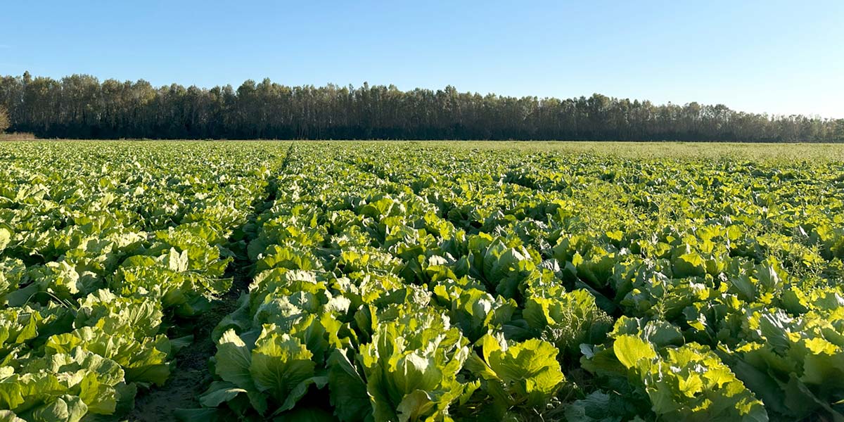 L’Insalata dell’Orto, la stagione dei radicchi veneti Igp ingrana la marcia